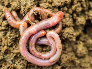 Earthworms in black soil of greenhouse. Macro Brandling, panfish, trout, tiger, red wiggler, Eisenia fetida..Garden compost and worms recycling plant waste into rich soil improver and fertilizer