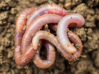 Earthworms in black soil of greenhouse. Macro Brandling, panfish, trout, tiger, red wiggler,...