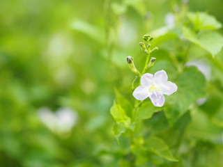White and purple small flower on blurred of nature background