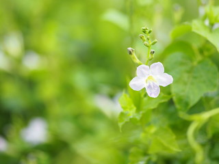 White and purple small flower on blurred of nature background