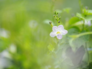 White and purple small flower on blurred of nature background