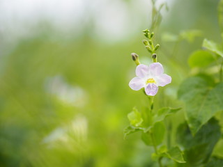 White and purple small flower on blurred of nature background