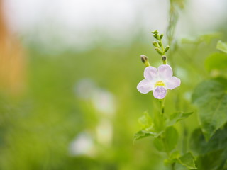 White and purple small flower on blurred of nature background