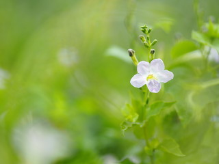 White and purple small flower on blurred of nature background