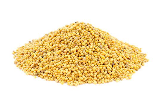 Dry mustard seeds isolated on white. Dry mustard seeds on a white background. Yellow mustard seeds. Close-up. Collected mustard seeds isolated on a white background.