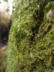moss on tree