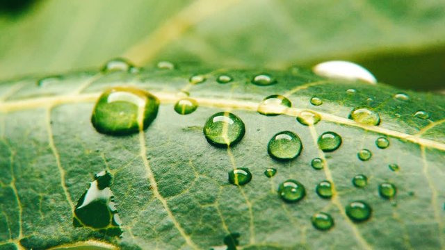 Macro shot of green leaves with drops of dew water over ,  water drops on green neam leaf, Macro of leaf structure. Nature background or wallpaper. neam leaf vines details.