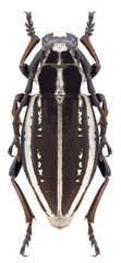 Beetle Dorcadion gebleri lukhtanovi on a white background