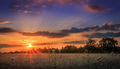 Sunset over Wheat