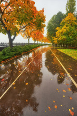 autumn park, rainy background, autumn landscape background rain texture in an October park