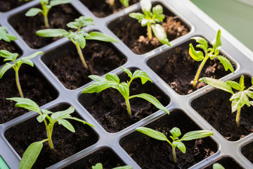Tomato Seedlings In Box Growing On Windowsill.