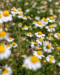 field of daisies