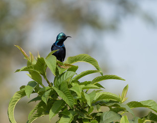 Indian Sunbird