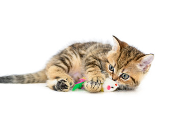 Cute Scottish fold kitten playing with a toy isolated
