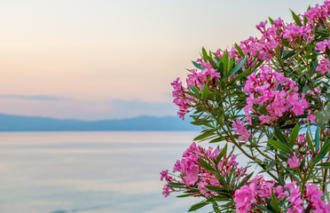 Oleander and Greece seaside