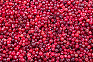 raw cranberries scattered as a background