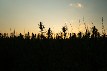 Silhouette of marijuana plants at outdoor cannabis farm field in sunset and sun behind plants. Hemp plants used for CBD and health