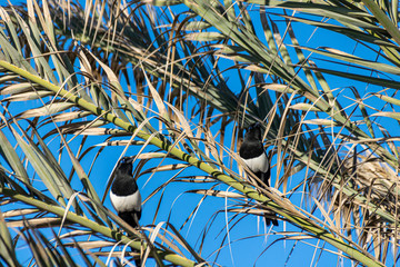Low angle view of a maghreb magpie (Pica mauritanica) perched in a palm tree, Agadir, Morocco