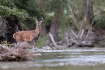 Young red deer in the forest (Cervus elaphus)