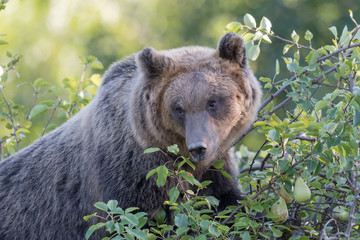 Fototapeta premium The Marsican brown bear (Ursus arctos marsicanus)