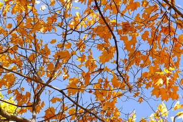 Beautiful autumn leaves against sky. 