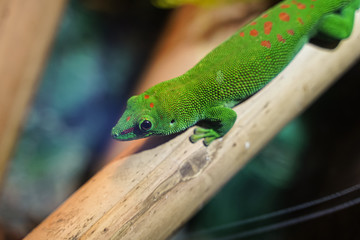 Naklejka na ściany i meble Colorful Green lizard on branch of tree