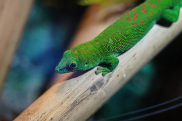 Colorful Green lizard on branch of tree