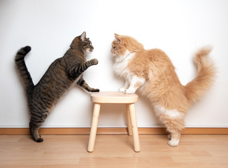 two cats armwrestling fight battle. side view of two cats facing each other on a wooden stool in front of white wall. one cat is raising it's paw