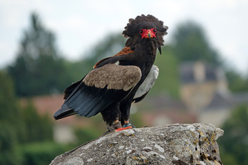 Aigle bateleur des savanes sur un rocher