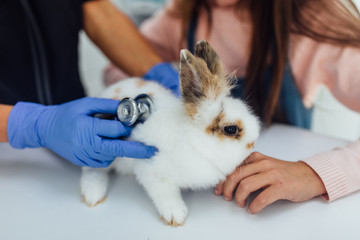 Woman veterinarian is checking health of white rabbit in her office, close up photo.