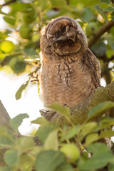 Juvenile long-eared owl in the morning sun