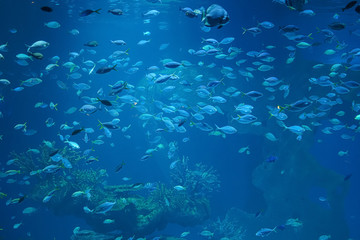 Obraz na płótnie Canvas Fish in aquarium glass tank