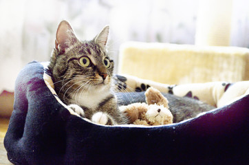 Junge Katze in Körbchen