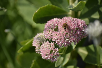Flower with Bee