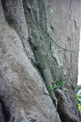 Monitor lizard on trunk of tree  in protective color in Singapore