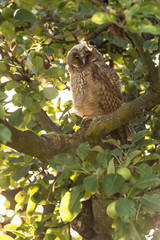 Juvenile long-eared owl in the morning sun