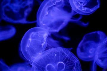 Obraz premium Księżyc Meduza czarne tło pod wodą