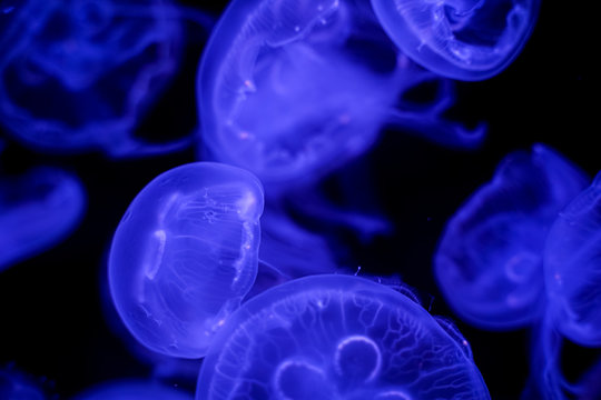 Moon Jellyfish black background underwater © Thanunchakorn