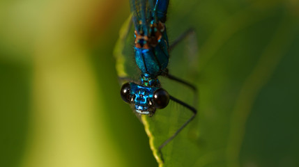 Libelle