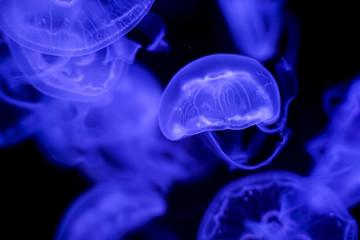 Moon Jellyfish black background underwater