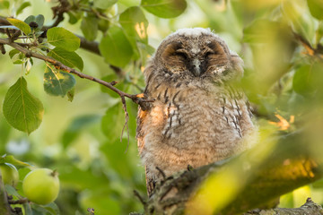 Juvenile long-eared owl in the morning sun