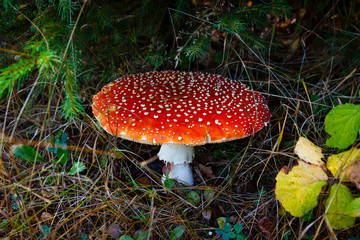 Fliegenpilz (Amanita muscaria)