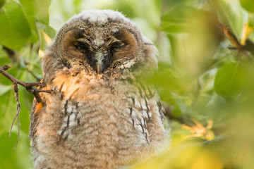 Juvenile long-eared owl in the morning sun