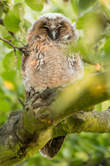 Juvenile long-eared owl in the morning sun