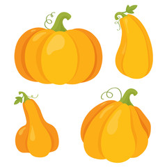Pumpkin  for Halloween or Thanksgiving, flat vector. Different shapes and sizes orange gourd isolated on white background. Vector illustration