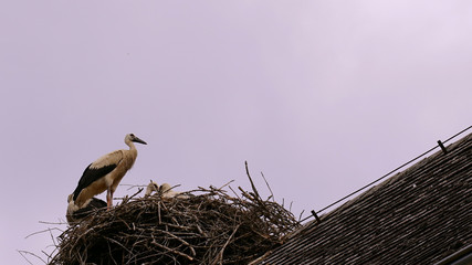 Storch