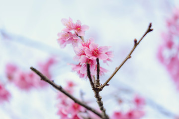 The wild himalayan cherry blossom in Thailand