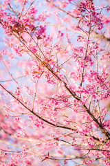 The wild himalayan cherry blossom in Thailand