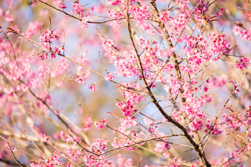 The wild himalayan cherry blossom in Thailand