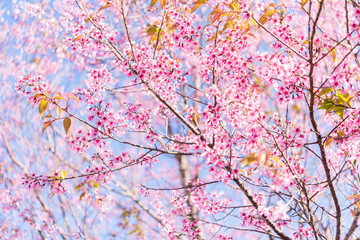 The wild himalayan cherry blossom in Thailand